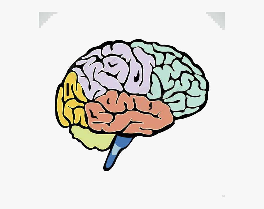 Color brain. Мозг рисунок. Мозг нарисованный. Мозг Графика.