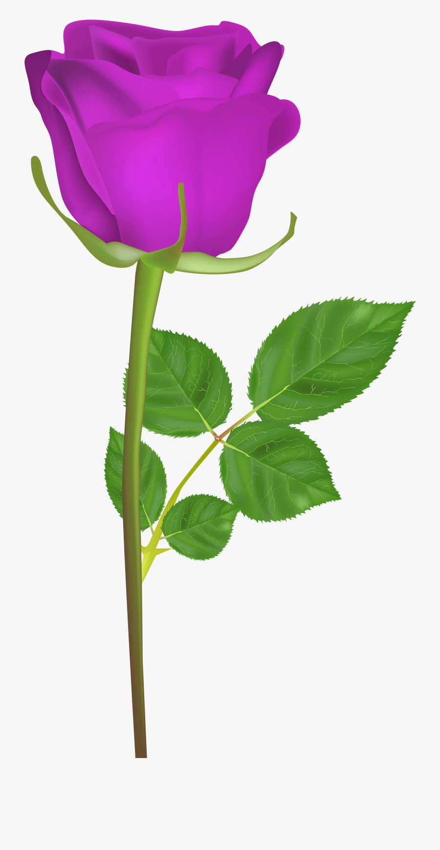 Rose With Stem Purple Png Clip Art Imageu200b Gallery - Gulab Ka Phool Hd, Transparent Clipart