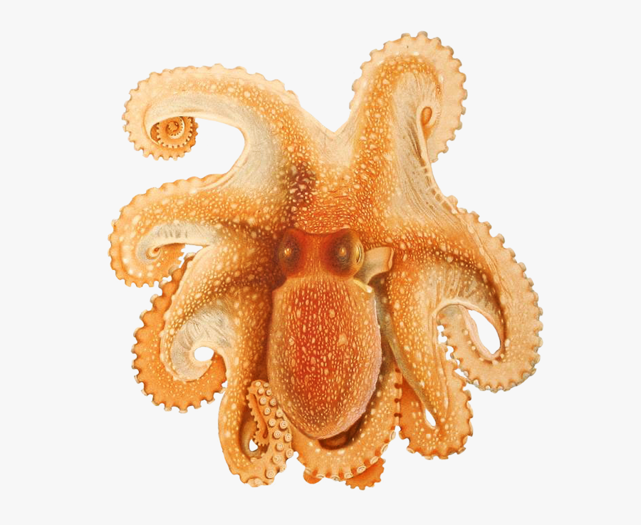 Ocotpus Image - Cephalopods Mediterranean, Transparent Clipart