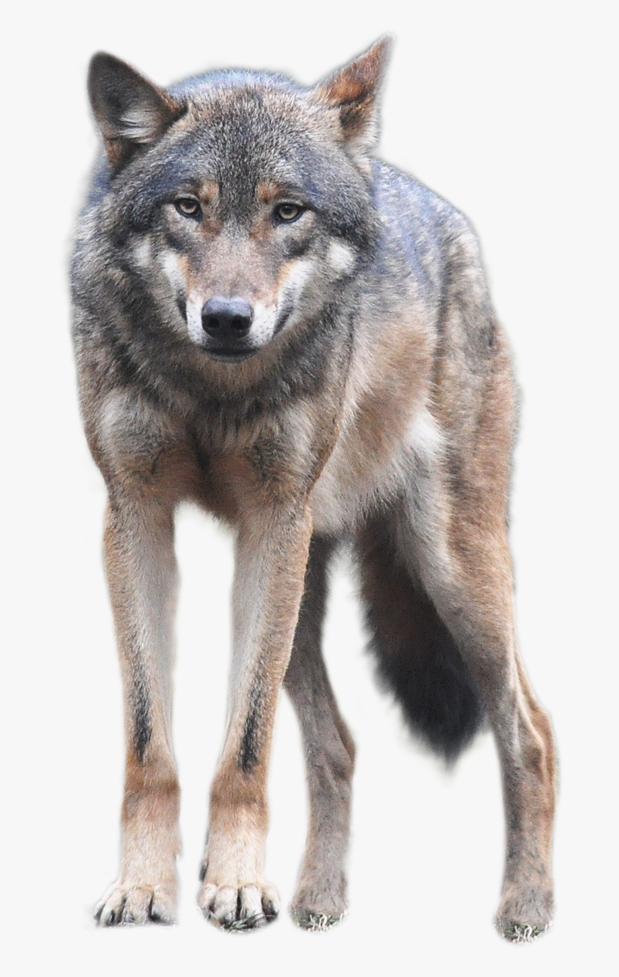Free Png Images Download - Wolf Png, Transparent Clipart