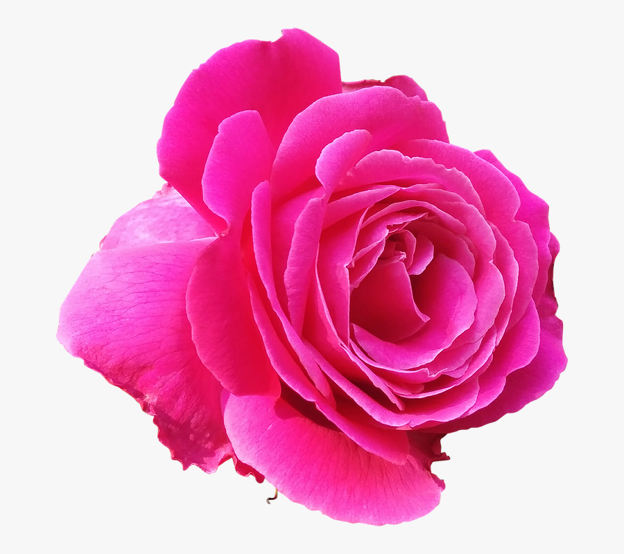 Rose Png 4, Buy Clip Art - Pink Rose Clipart Png, Transparent Clipart
