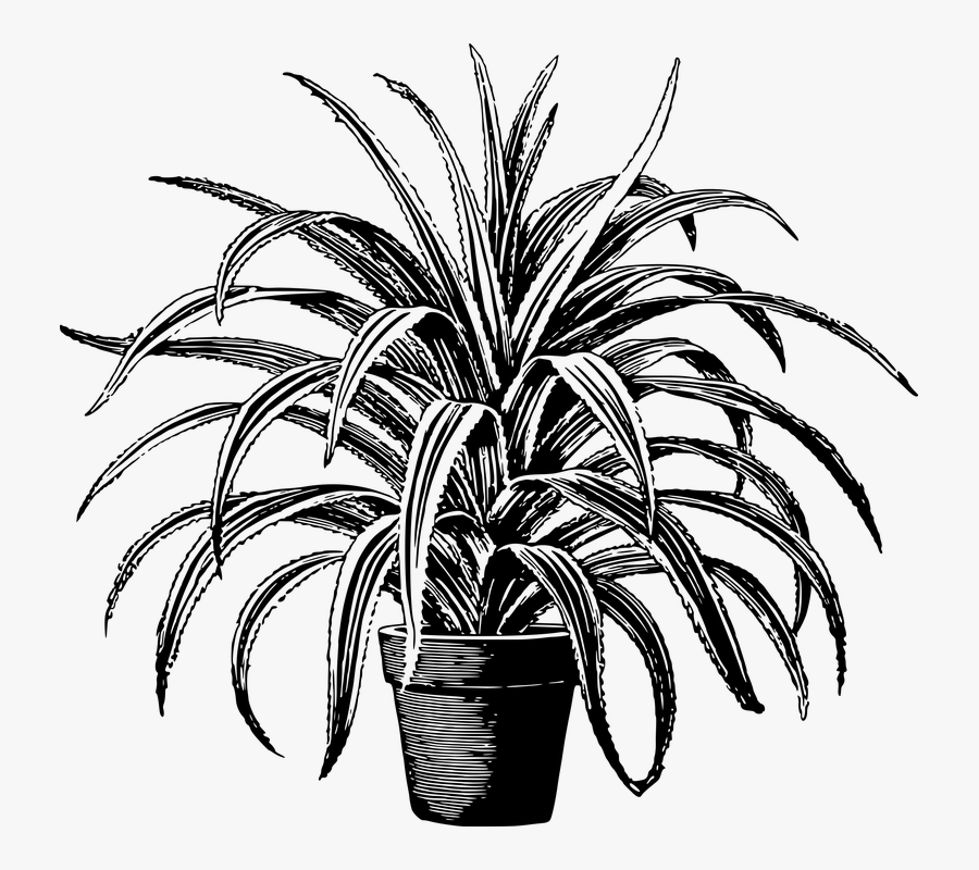 Transparent Openclipart Vectors - Black And White Potted Plant, Transparent Clipart