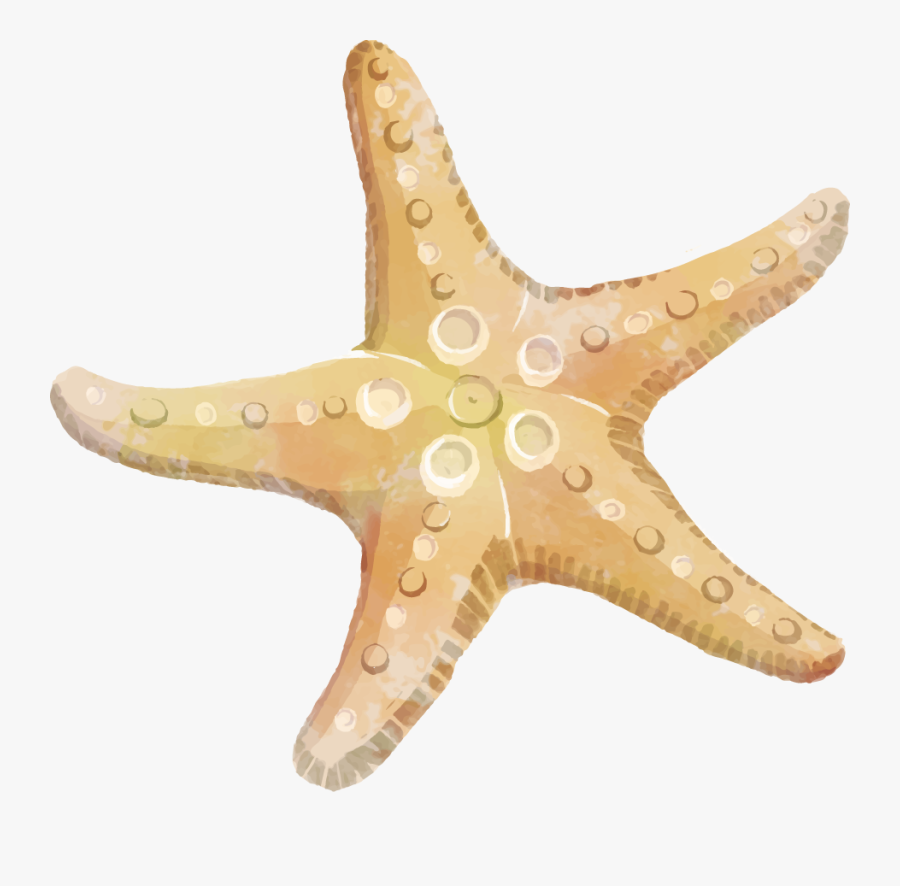 Starfish Clipart Png 03 - Star Fish Clip Art Free, Transparent Clipart