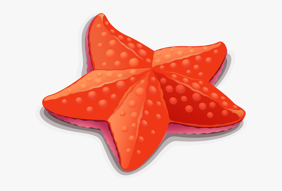Starfish Clipart Png Image Free Download Searchpng - Starfish Clipart, Transparent Clipart