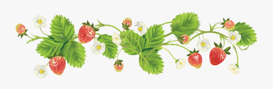 Transparent Strawberry Clipart Png - Strawberries Flowers Transparent Background, Transparent Clipart