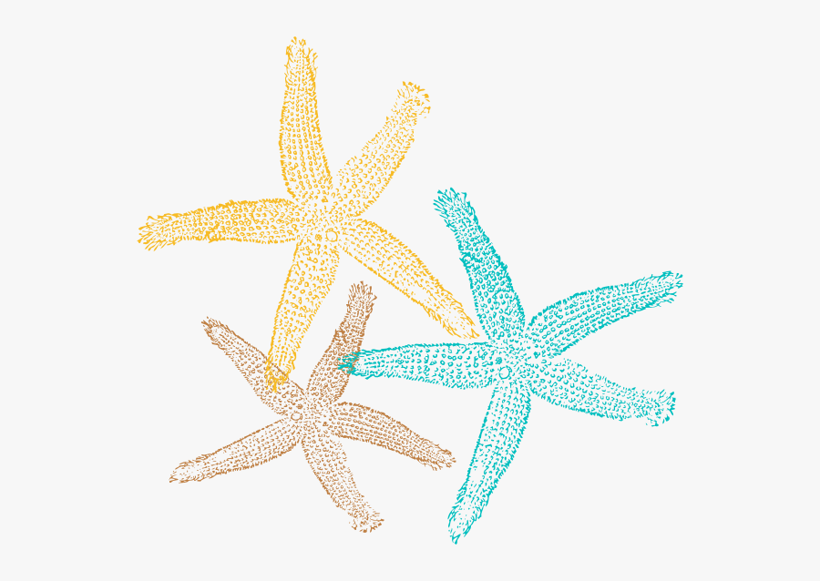 Sea Star Png Pic - Sea Star Clipart Png, Transparent Clipart
