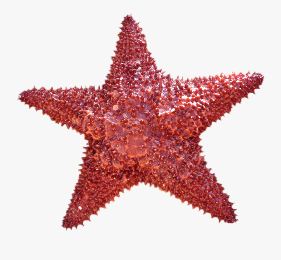 Transparent White Starfish Png - Fondo Transparente Estrellas De Mar Png, Transparent Clipart