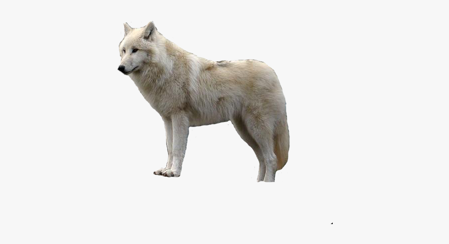 White Wolf White Background, Transparent Clipart