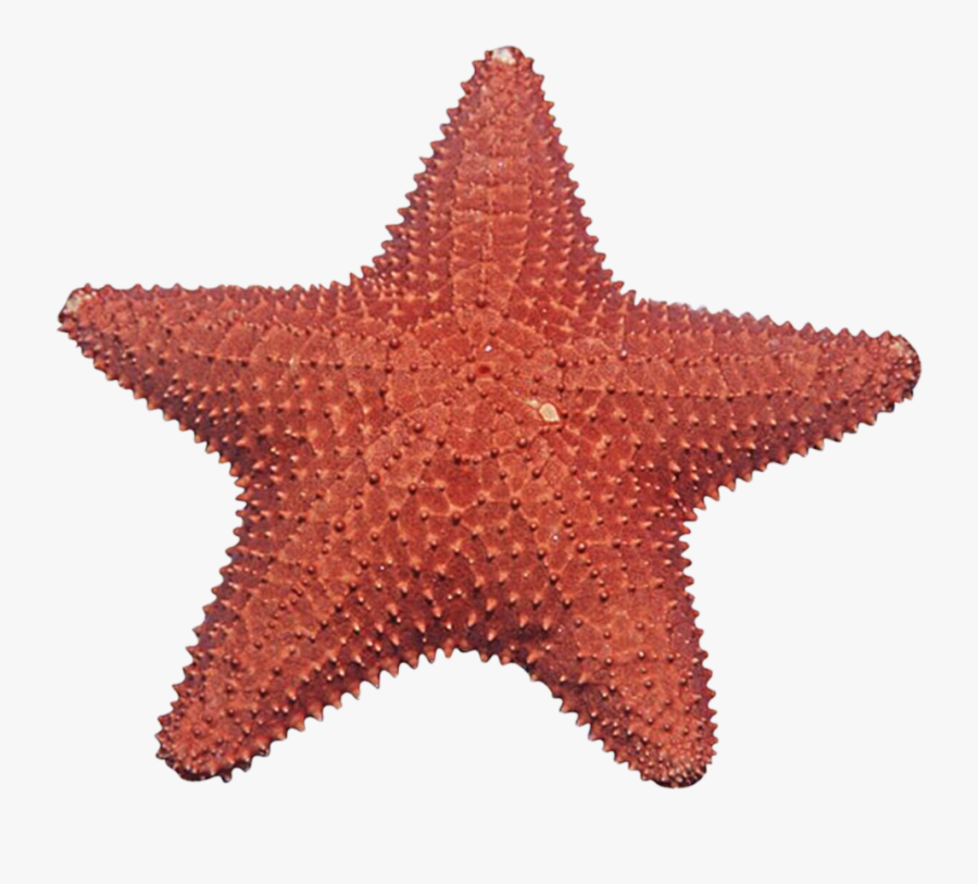 Thumb Image - Starfish Png, Transparent Clipart