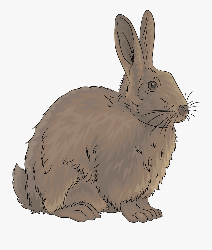 Domestic Rabbit, Transparent Clipart