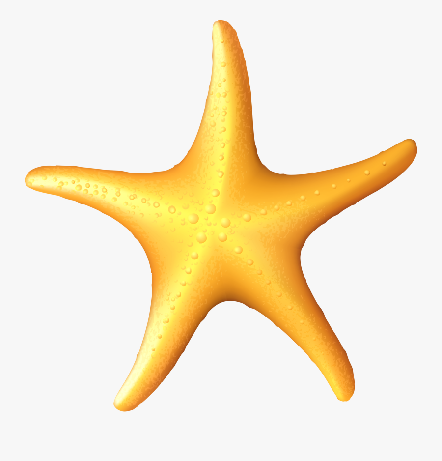 Transparent Sea Star Png - Sea Star Clipart, Transparent Clipart