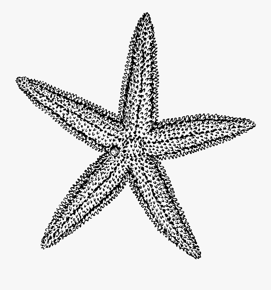 Sea Star Vector Freeuse - Starfish Clipart Black And White, Transparent Clipart