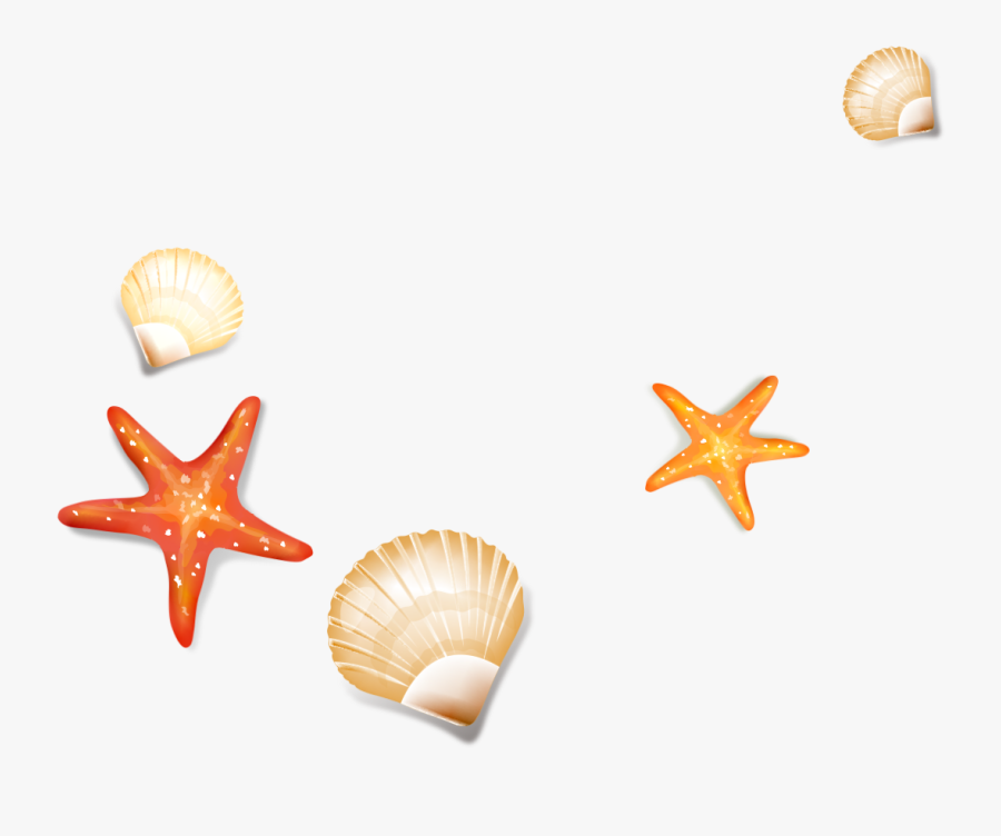 Drawing Shells Starfish - Seashell Transparent Background Starfish, Transparent Clipart