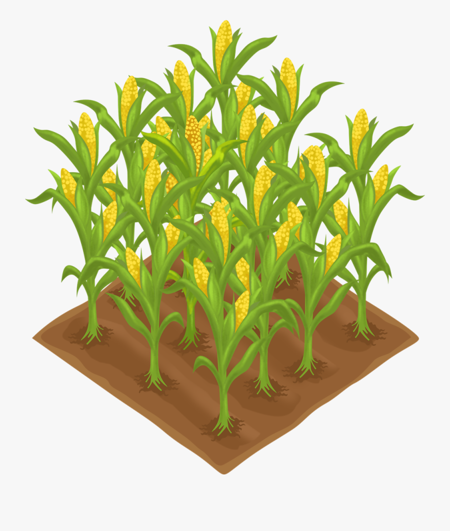 Free Corn Crops Clip Art, Transparent Clipart