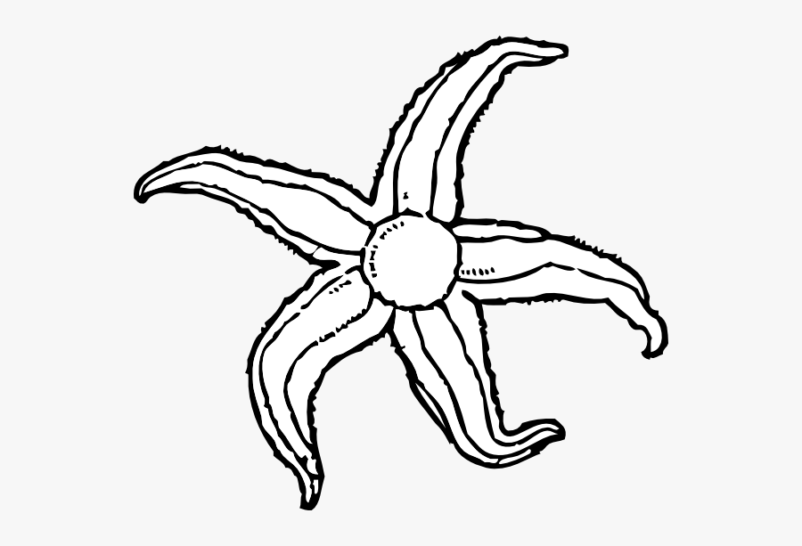 Starfish - Clipart - Black - And - White - Ocean Animals Black And White Clipart, Transparent Clipart