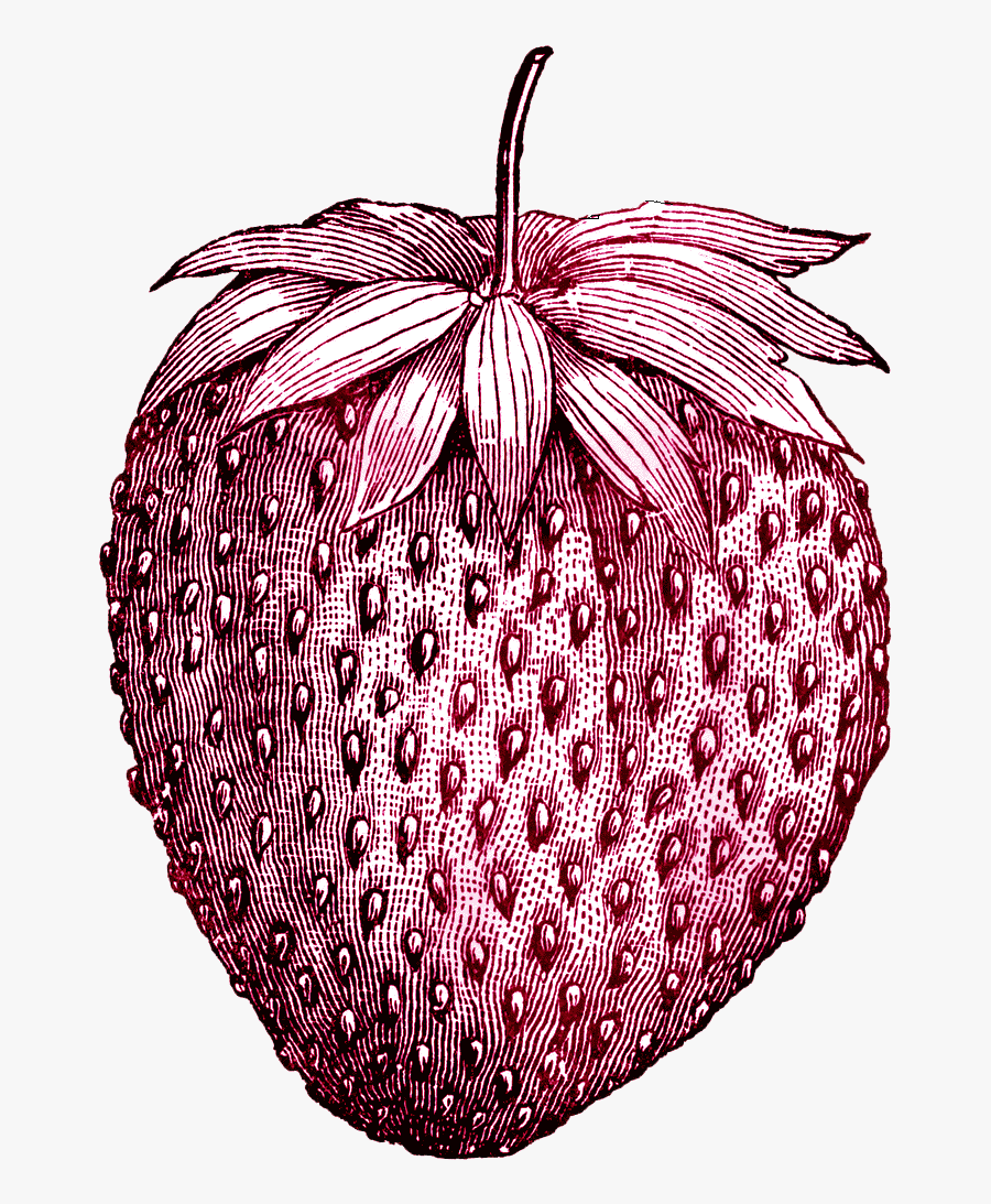 Tattoo Vintage Ice Strawberry Fruit Drawing Cream Clipart - Vintage Strawberry Png, Transparent Clipart