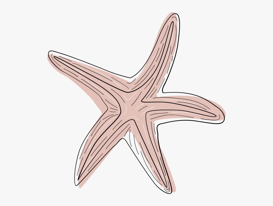 Transparent Pink Starfish Clipart - Starfish, Transparent Clipart