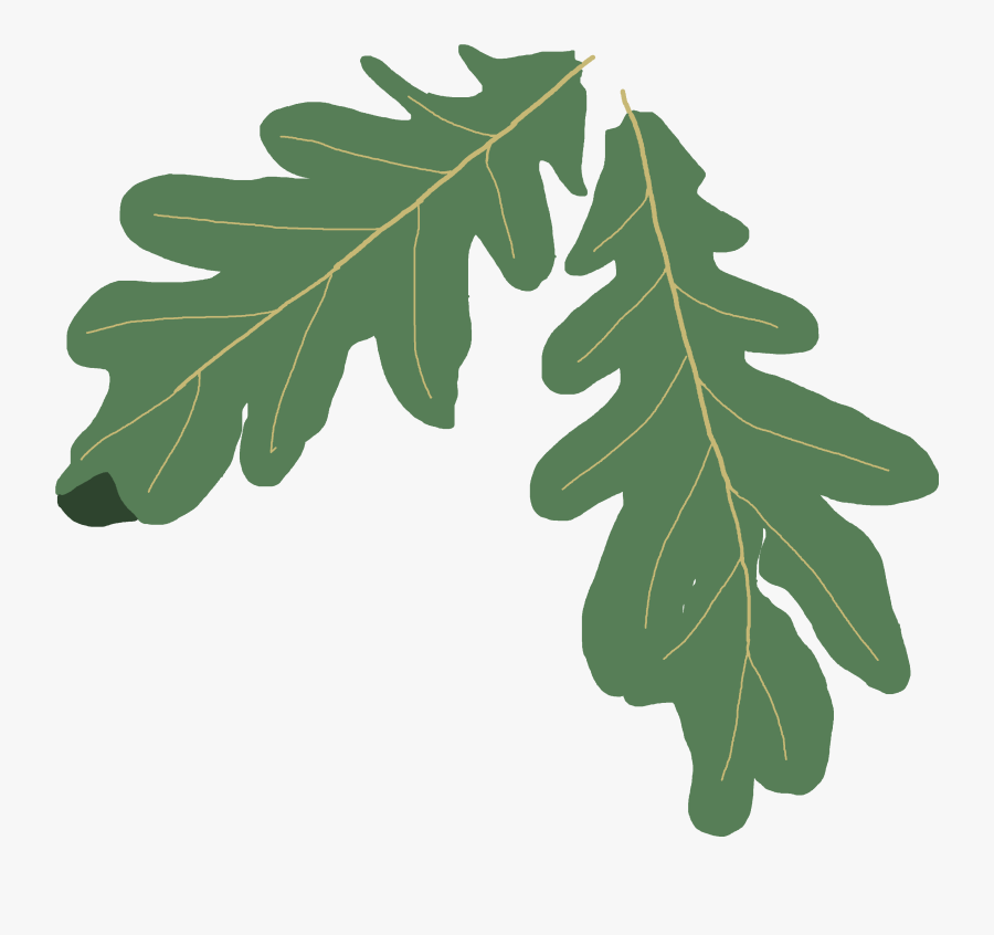 Leaves Clipart Oak - Clipart Oak Tree Leaves, Transparent Clipart