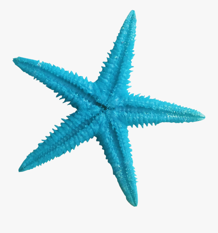 Ldw Underpalmtree Seastar Blue, Transparent Clipart