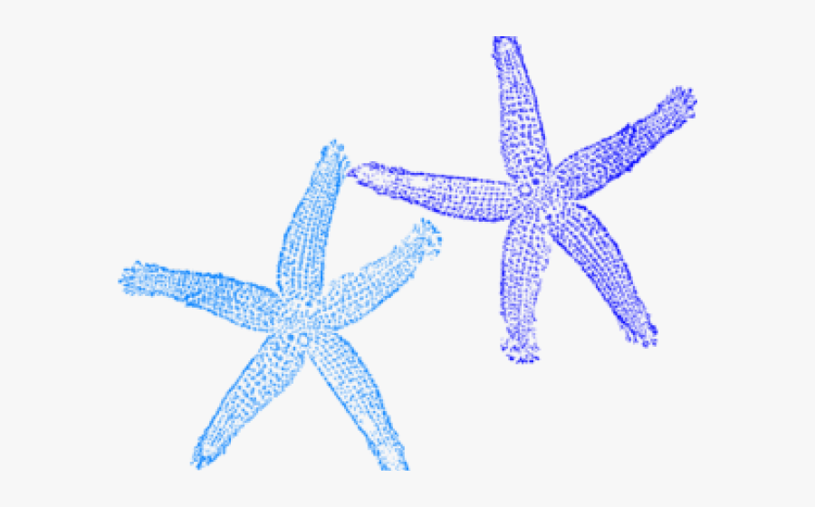 Turquoise Starfish Clipart, Transparent Clipart