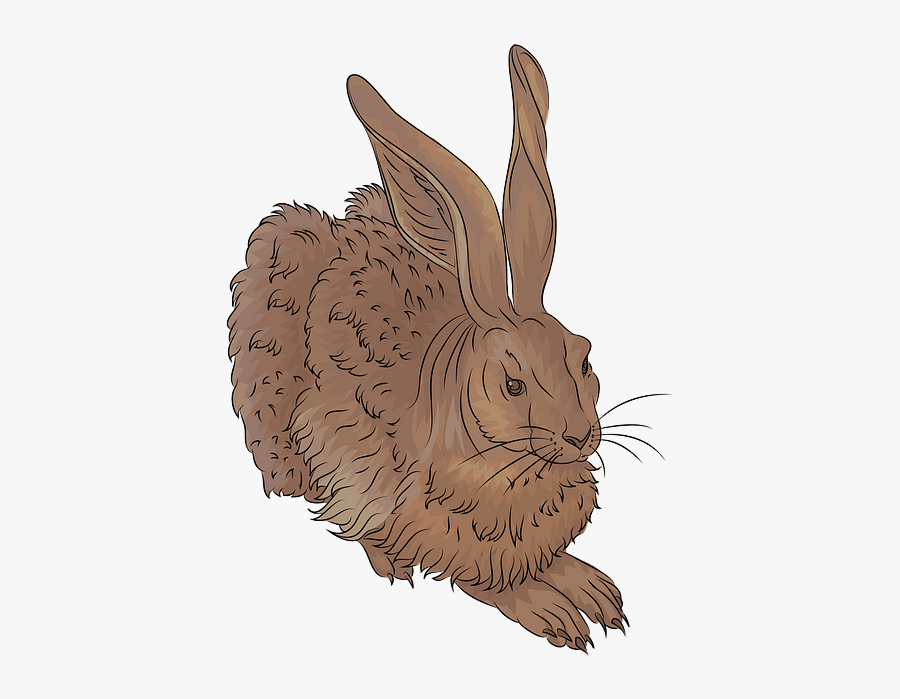 Domestic Rabbit, Transparent Clipart
