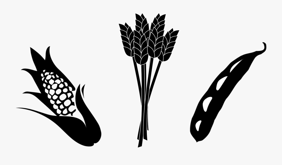 Crops Clipart Grain Farm - Crops Black And White, Transparent Clipart
