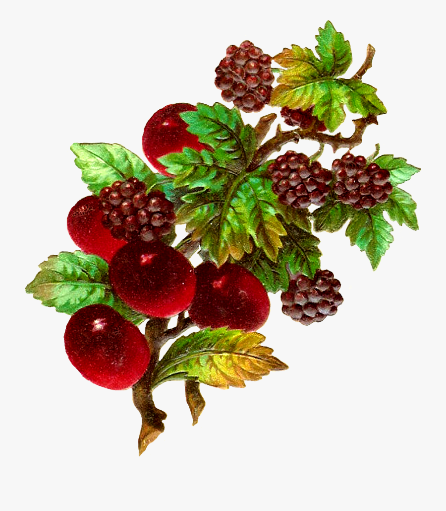 Fru Png D Coupage - Vintage Fruit Png, Transparent Clipart