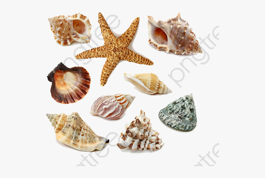 Transparent Seashells Clipart - Sea Shells Png, Transparent Clipart