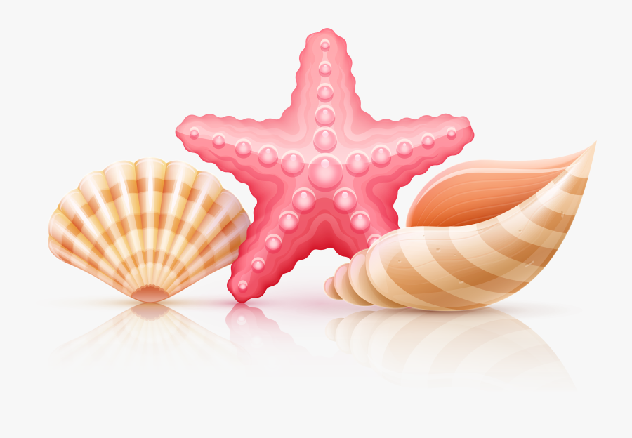 Starfish And Seashells Png - Star Fish And Shells Clipart, Transparent Clipart