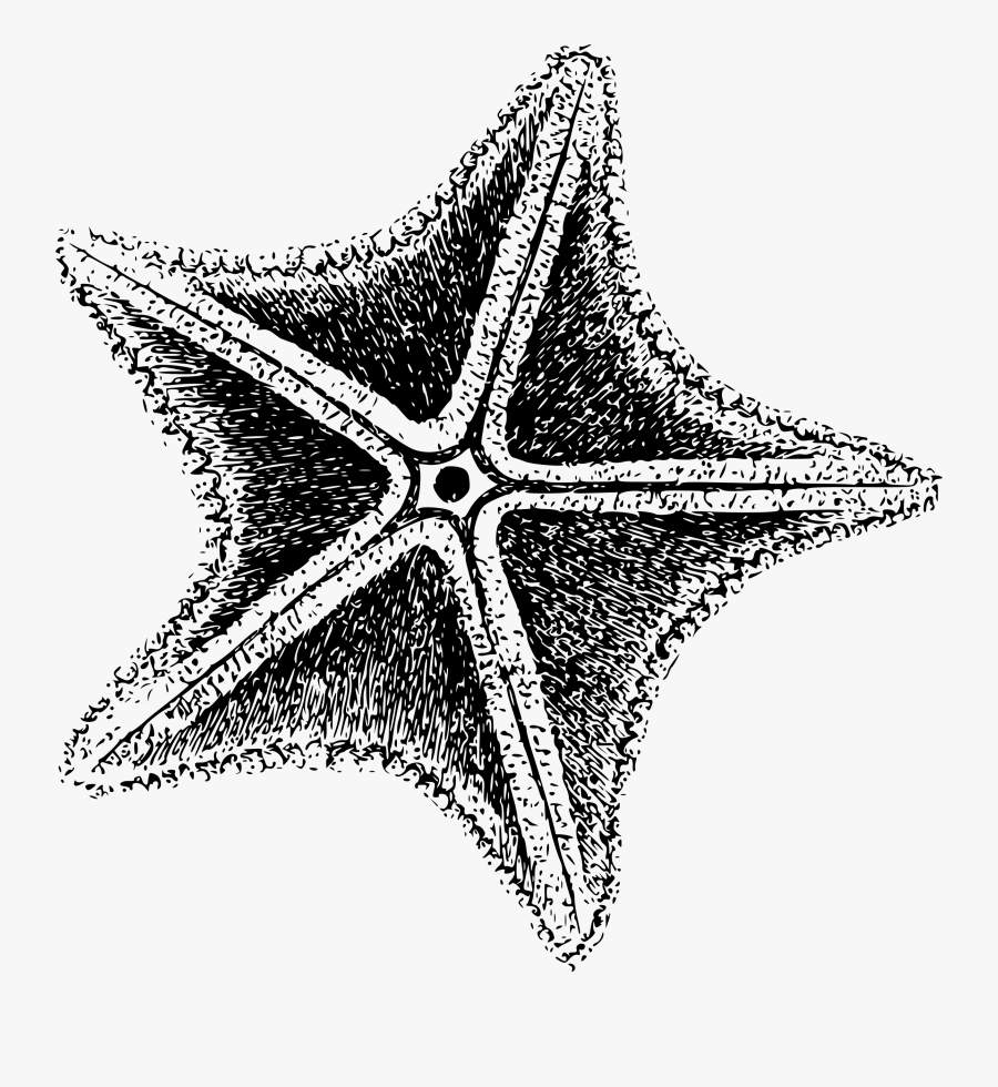 Sea Star Icons Png - Sea Star Icon Png, Transparent Clipart