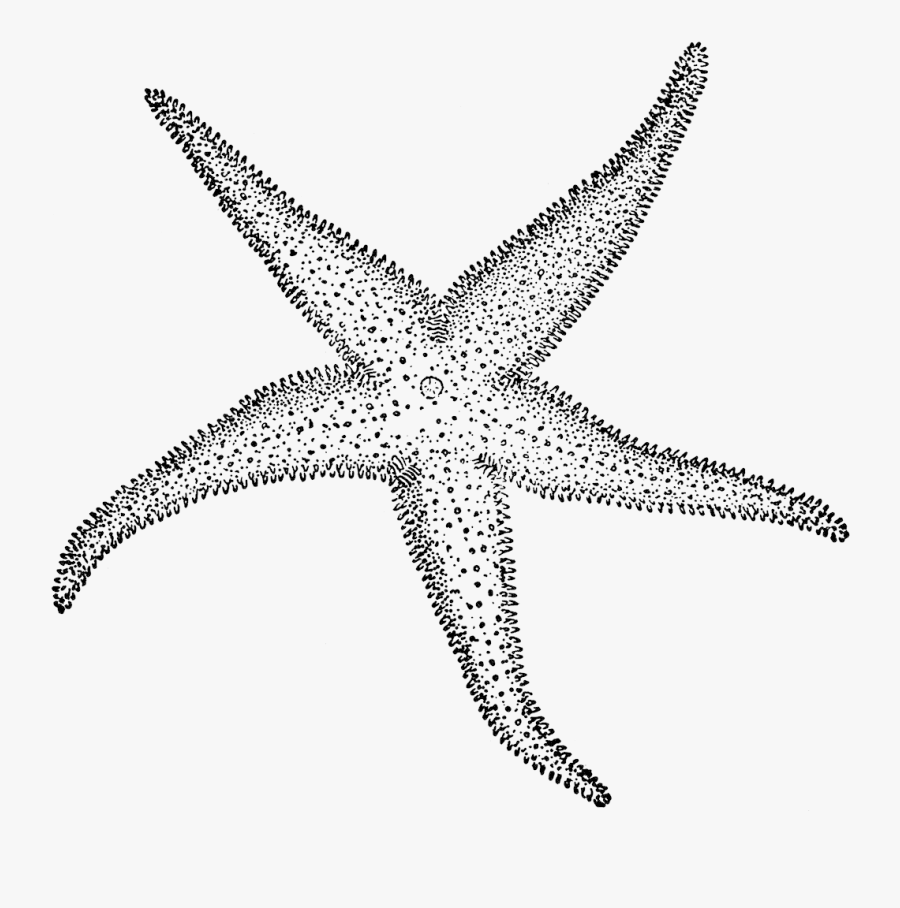 Starfish Clipart Etc Transparent Png - Starfish Clip Art, Transparent Clipart