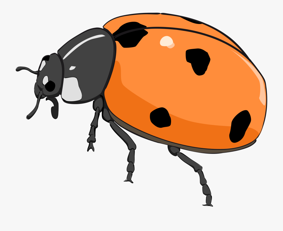 Ladybug Lady Bug Clip Art Bug Flower Leaf Branch Clipart - Orange Ladybugs Clipart, Transparent Clipart