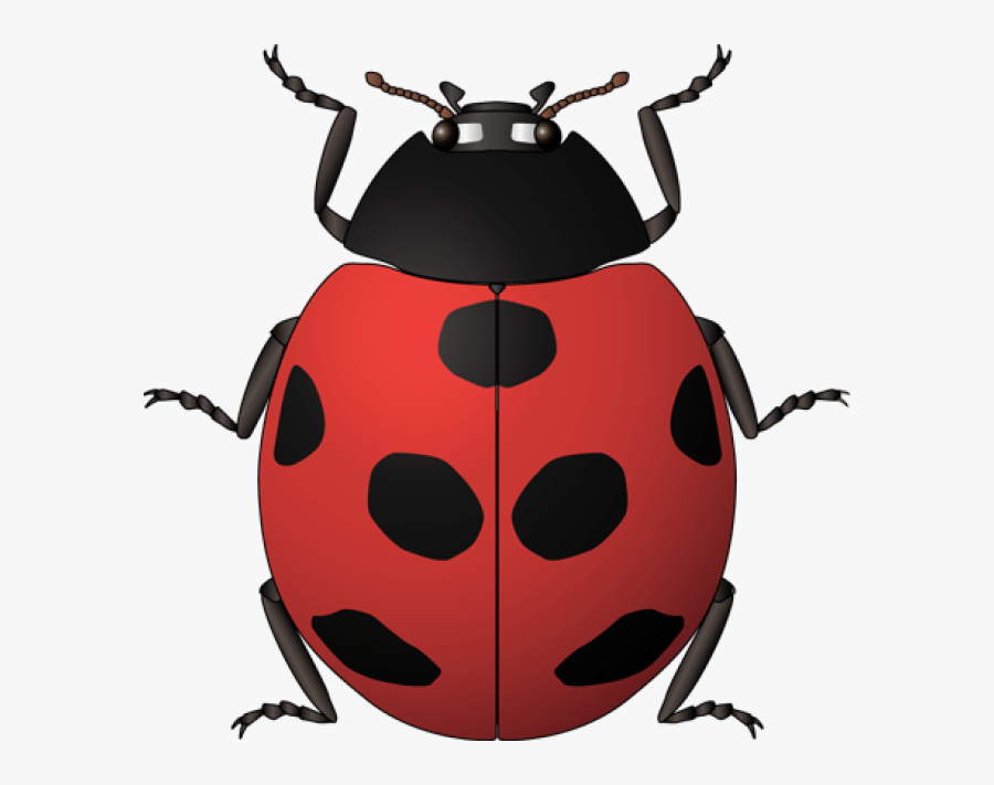 Ladybug Clipart Vintage - Insects Kids Spanish, Transparent Clipart