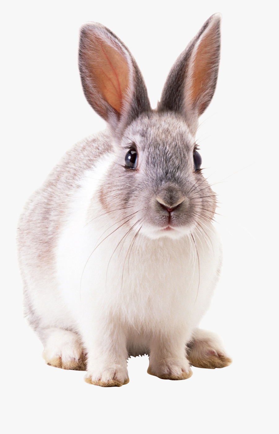Clipart Rabbit Grey Rabbit - Transparent Background Rabbit Png, Transparent Clipart