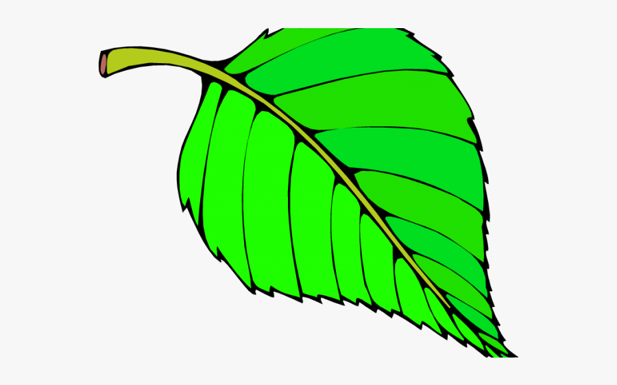 Leaves Clipart Big Leaf - Beech Green Leaf Clipart, Transparent Clipart