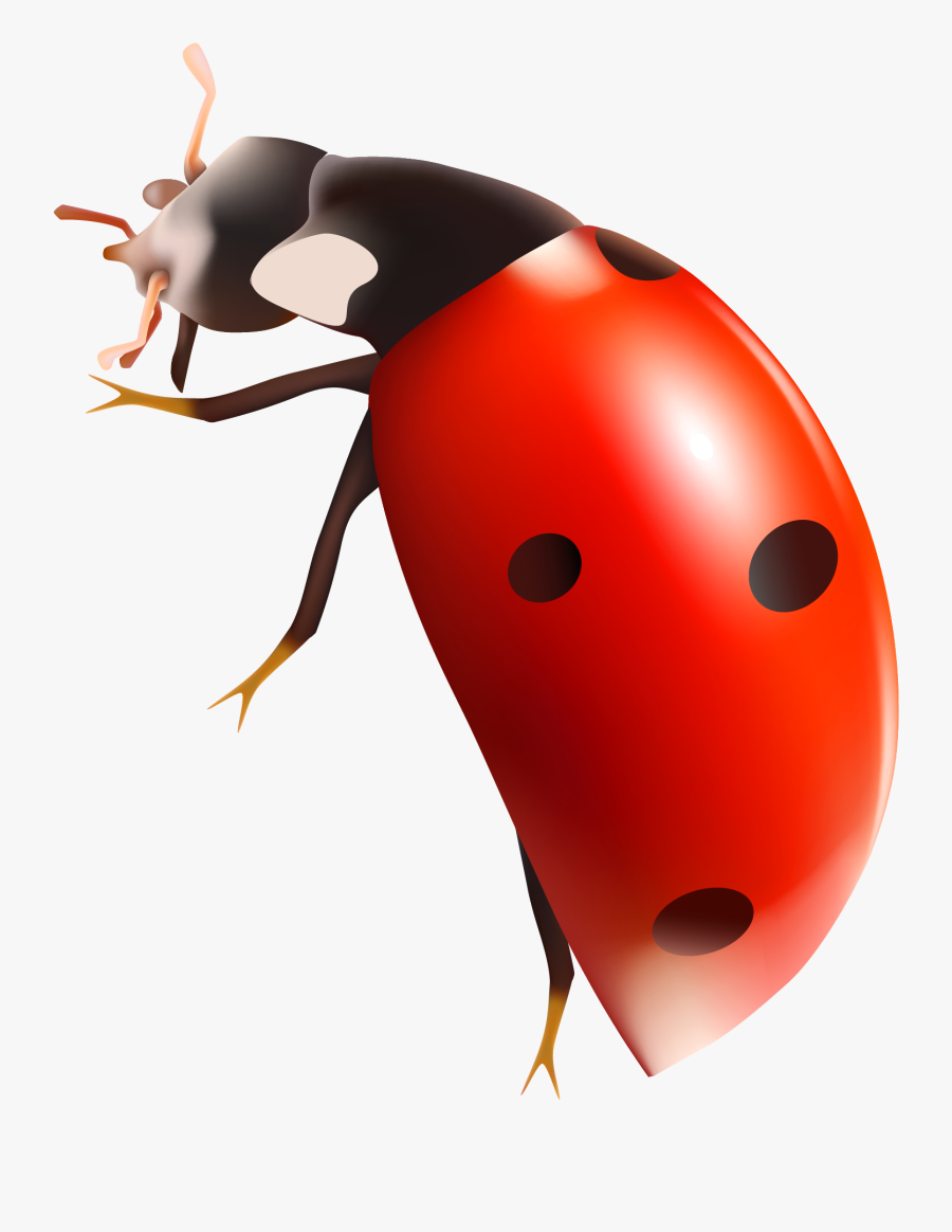 Download Ladybug Png Clipart - Ladybug Png, Transparent Clipart