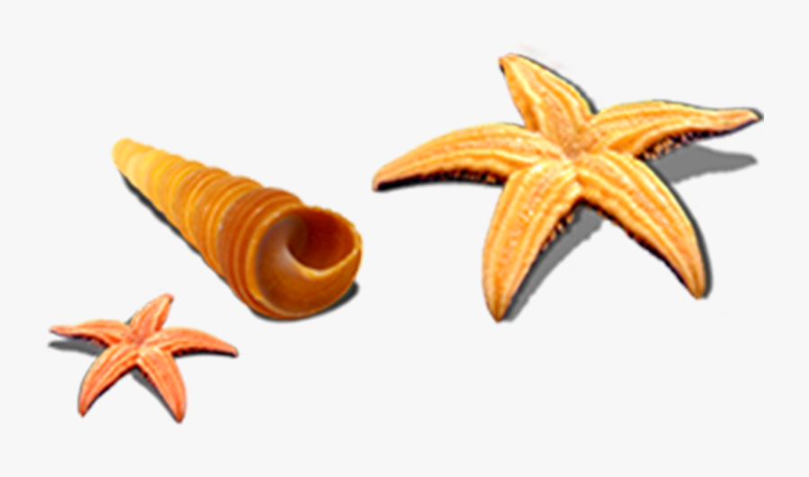 Seashells Clipart Shell Starfish - Caracoles Estrellas De Mar, Transparent Clipart