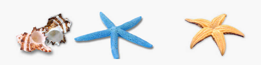 Jpg Royalty Free Stock Seashells Clipart Turquoise - Starfish, Transparent Clipart