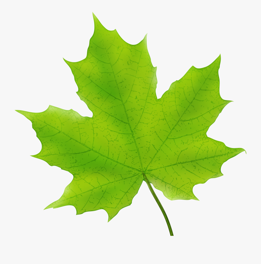 Leaves Clipart Dark Green - Green Maple Leaf Clipart, Transparent Clipart