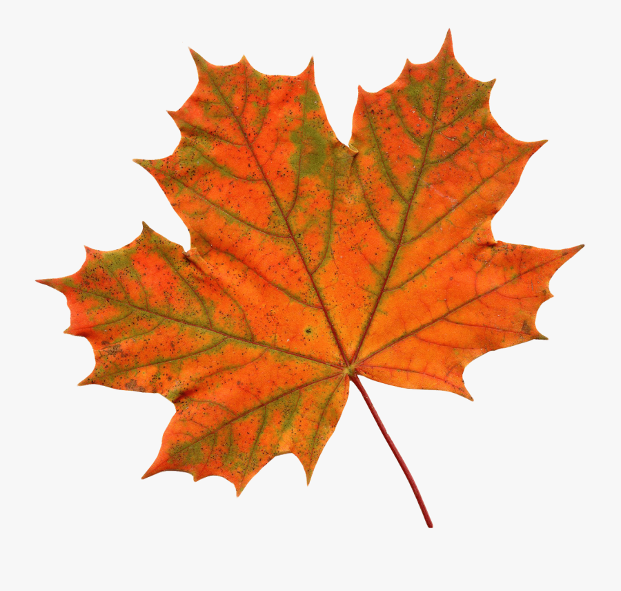 Maple Leaf Clipart Transparent Png - Transparent Background Maple Leaf, Transparent Clipart