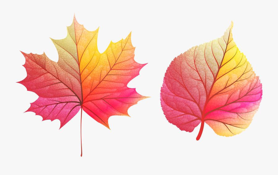Fall Leaves Clipart Png , Png Download - Colored Fall Leaf Png, Transparent Clipart