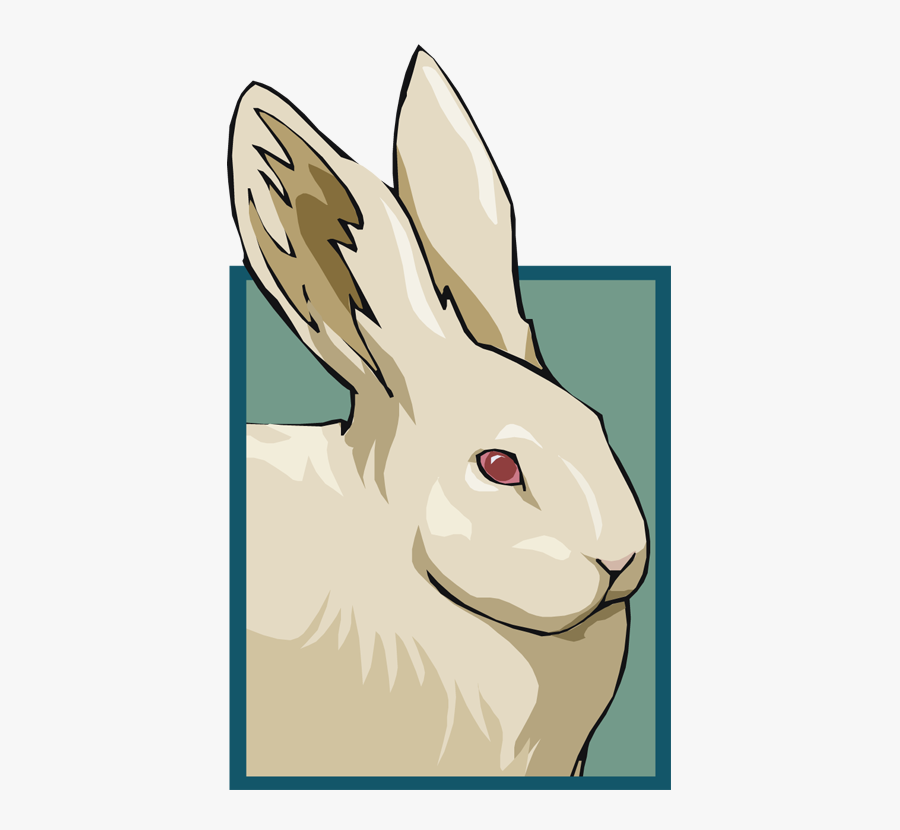 Domestic Rabbit, Transparent Clipart