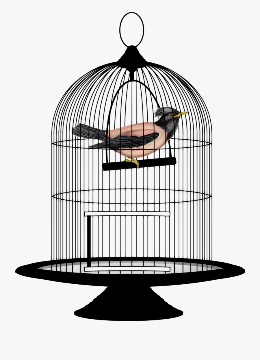 Bird In A Cage Png, Transparent Clipart