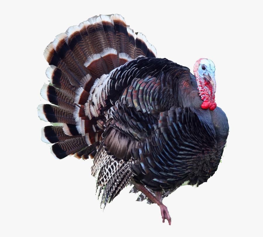 Turkey Cage Clipart, Transparent Clipart
