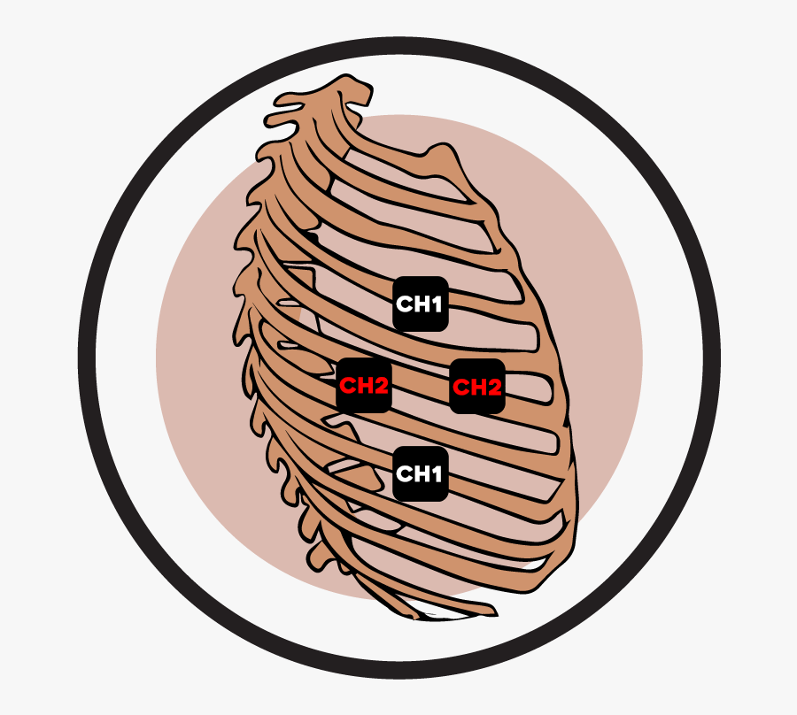 Rib Cage - Rib, Transparent Clipart