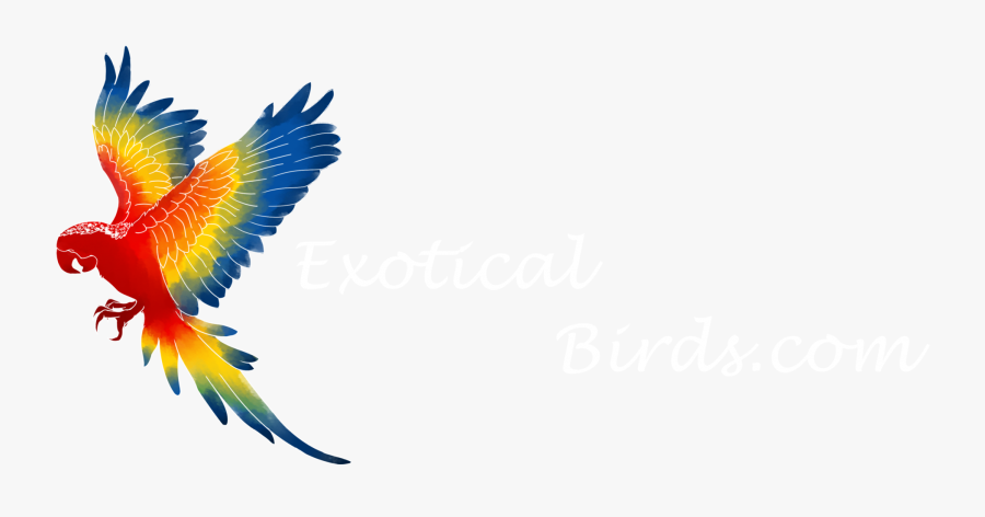 Macaw Png Clipart , Png Download - Macaw Clipart Png, Transparent Clipart