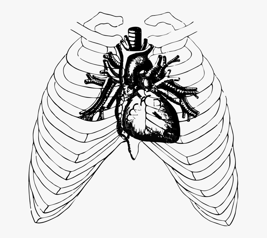 Cliparts For Free Download Humans Clipart Ribcage And - Telltale Heart Poster, Transparent Clipart