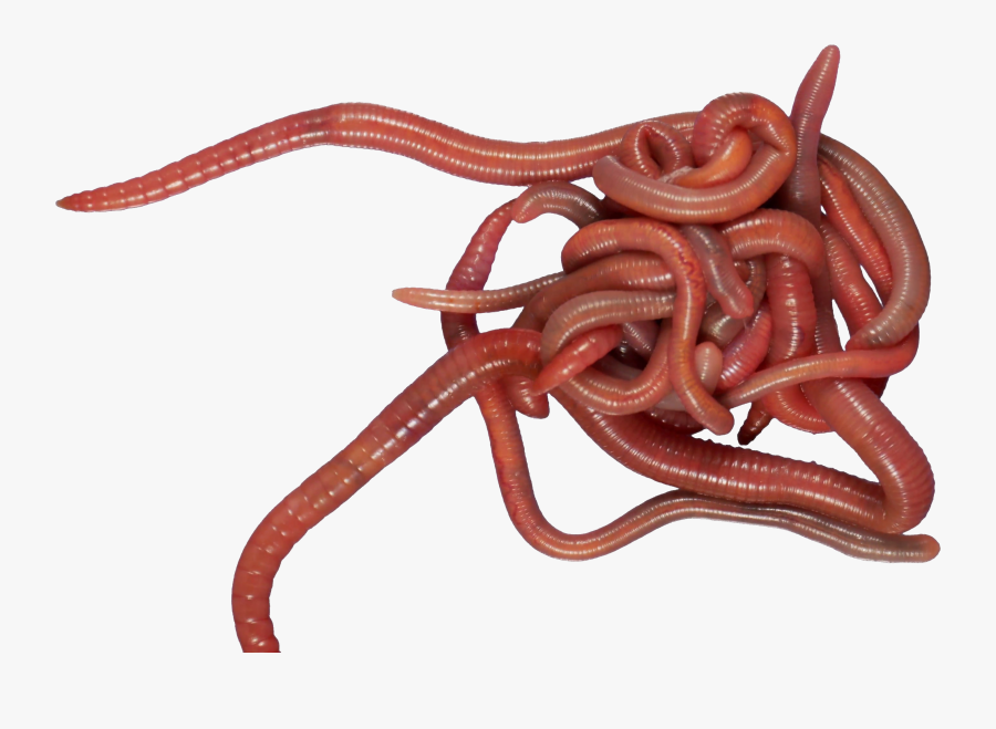 Earthworm Png - Earthworms Png, Transparent Clipart