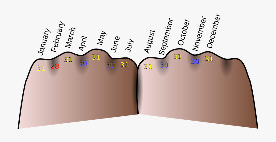 The Months Of A - Many Weeks Are In A Year, Transparent Clipart