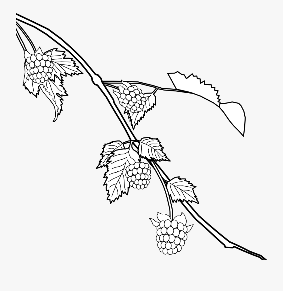 Salmonberry Black And White, Transparent Clipart